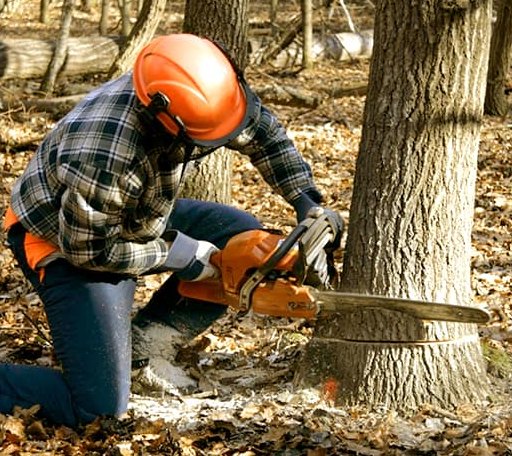 Tree Removal in Idalou, TX